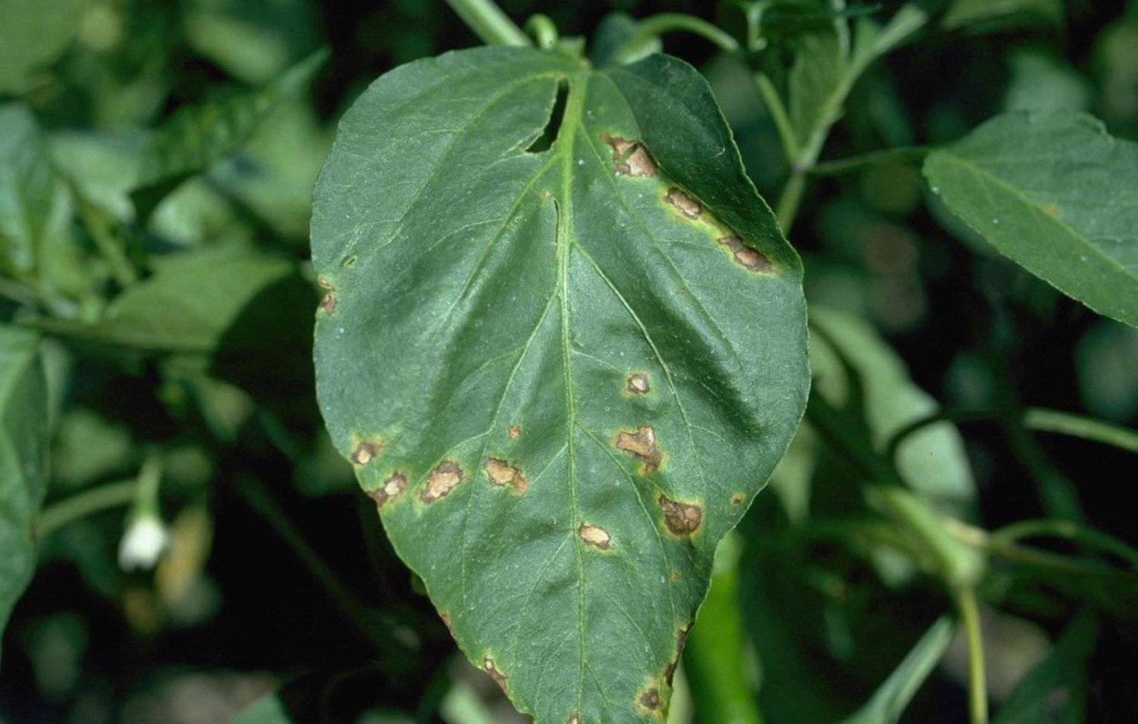 Белокрылка на перце