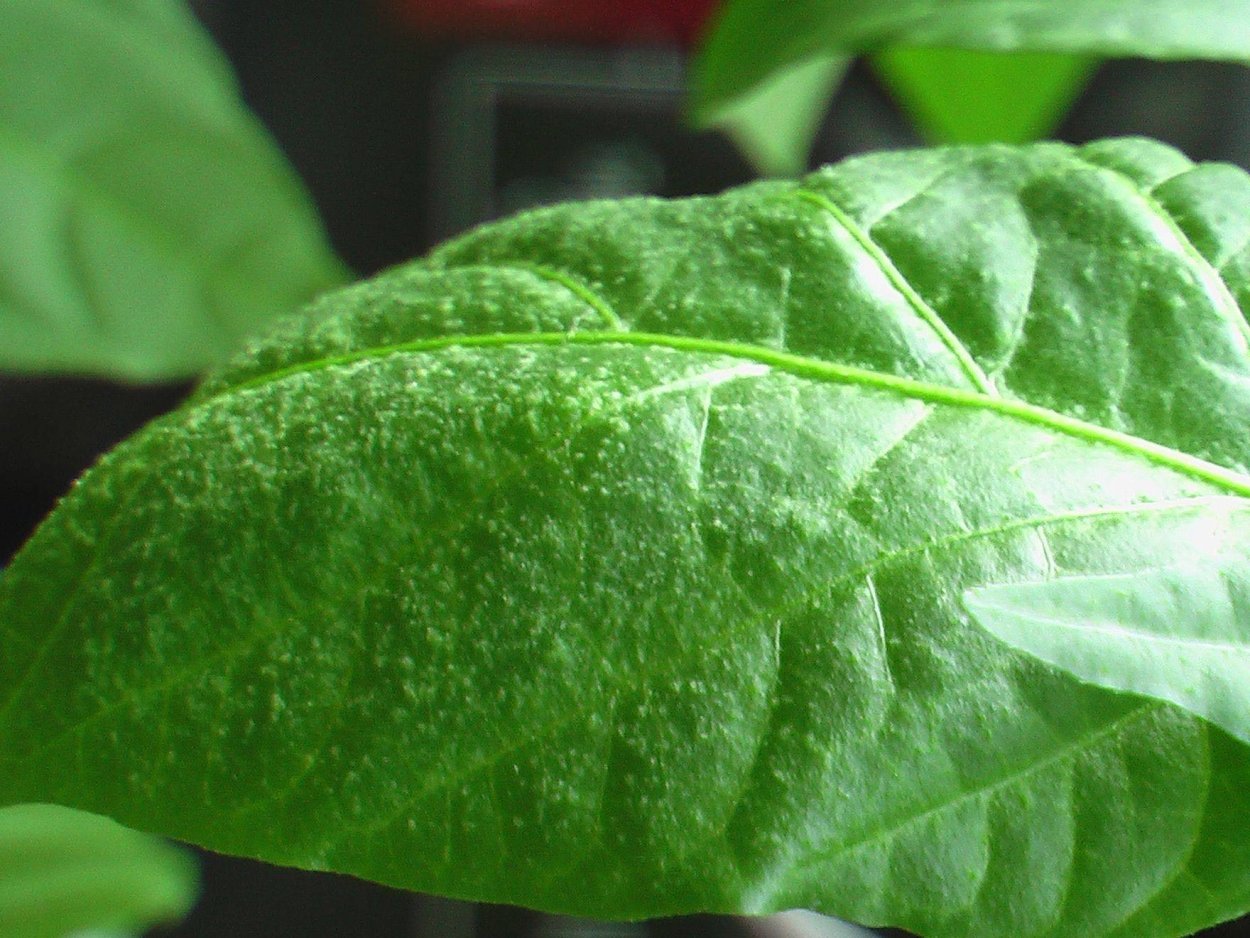 Оэдема у рассады перцев