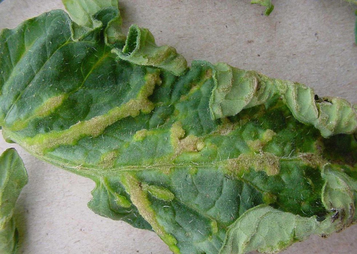 Антракноз рассады перца