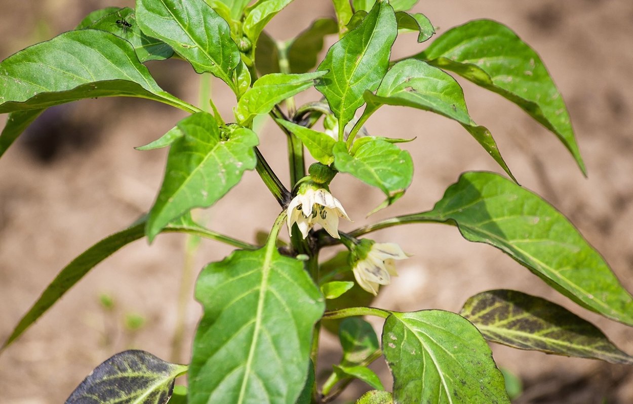 Оэдема листьев томатов