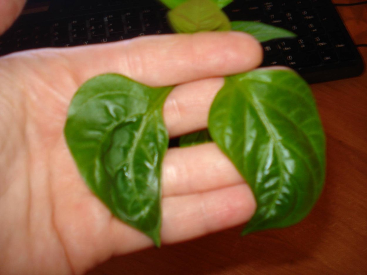 Листья перца