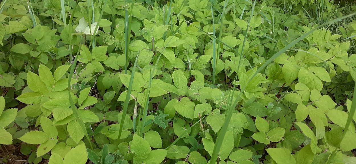 Сныть растение пиканы