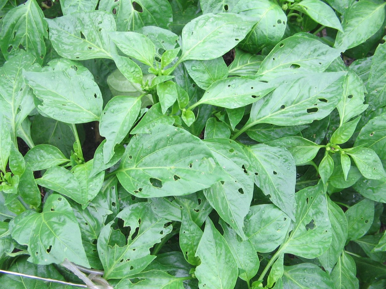 Белая пятнистость листьев томатов