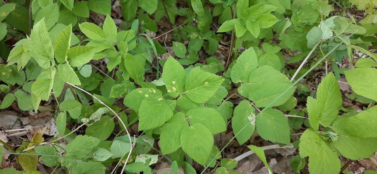 Осока Зеленчук сныть