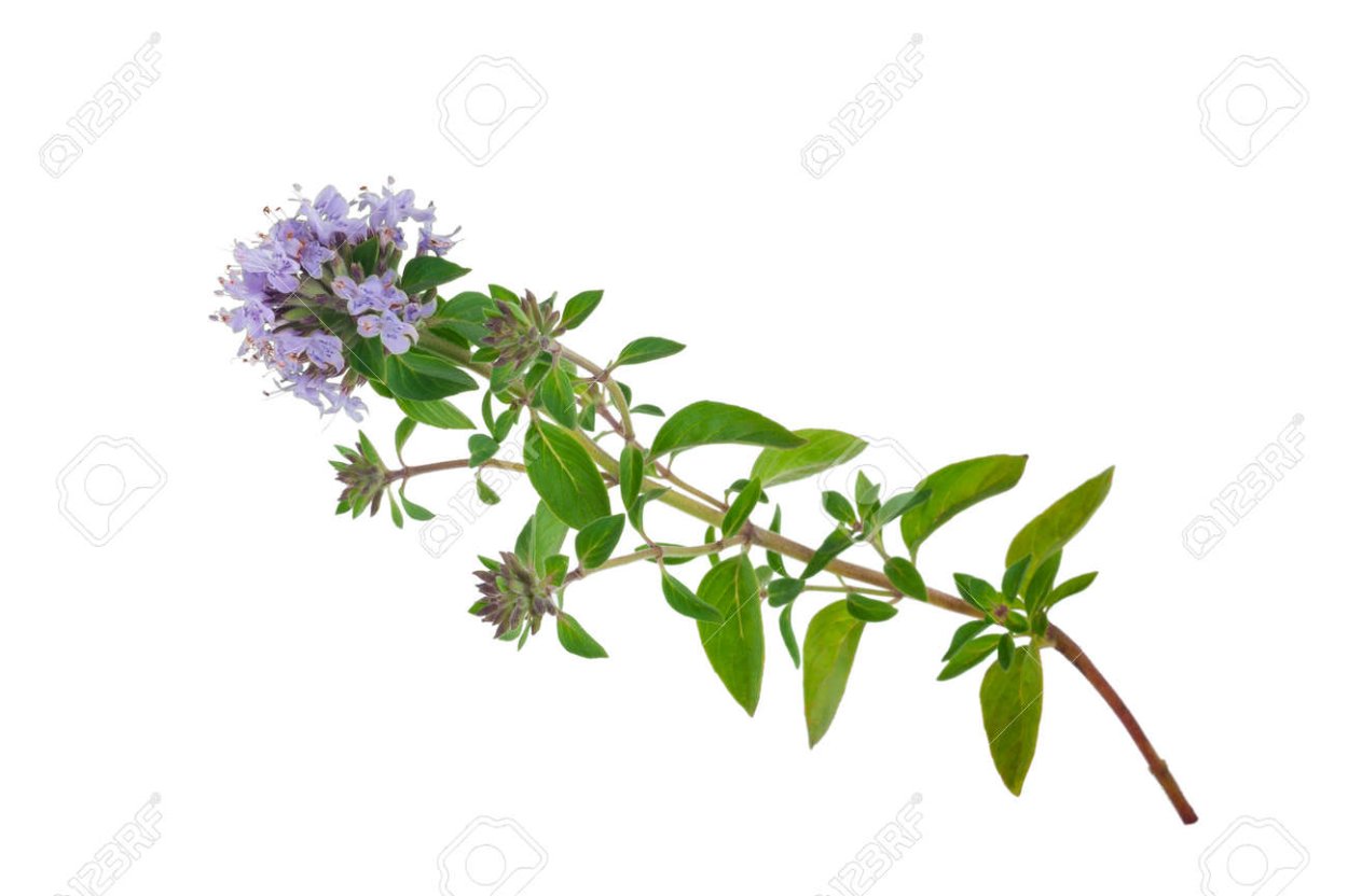 Тимьян чабрец на белом фоне