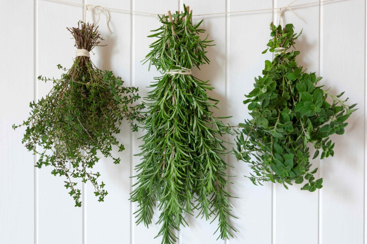 Сушка лекарственных трав