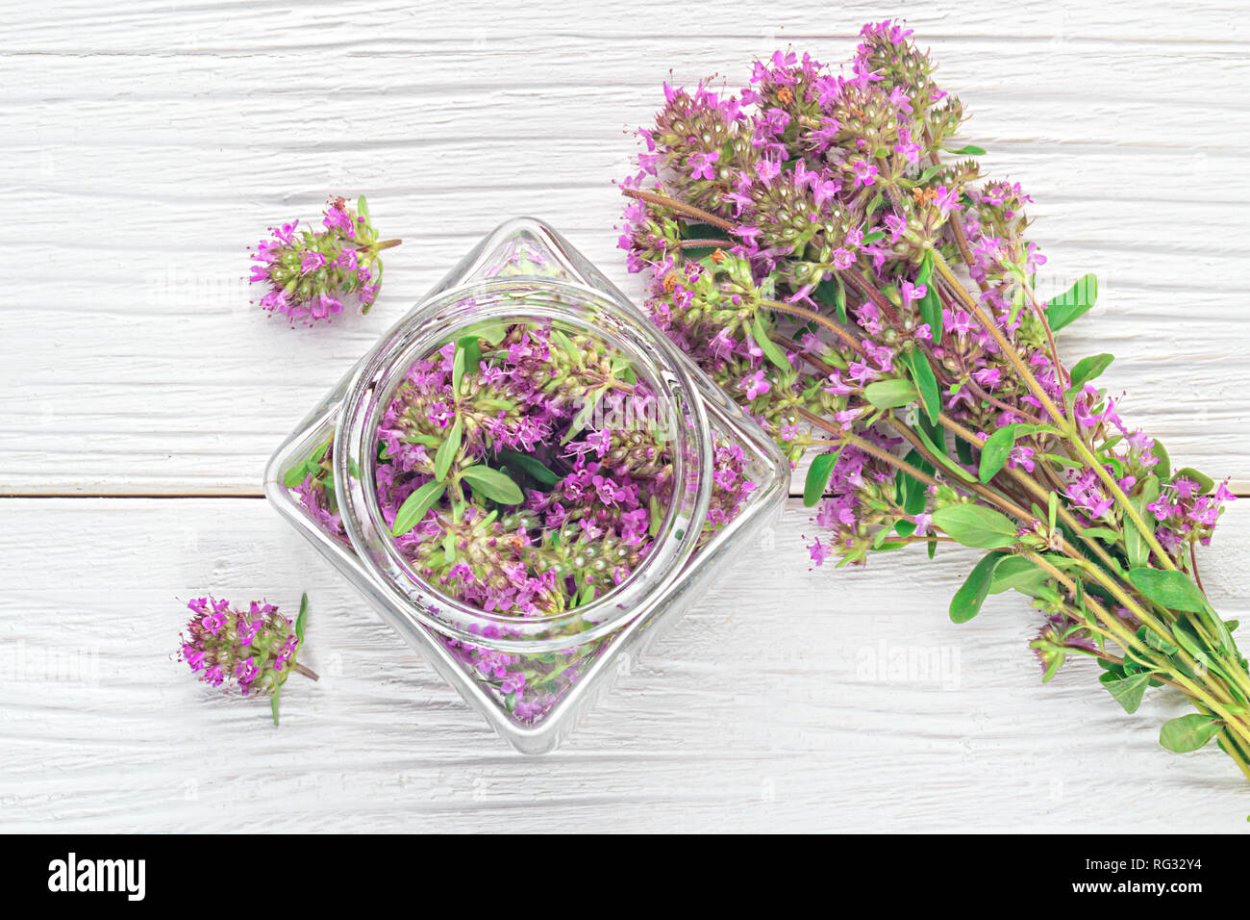 Тимьян чабрец китайская медицина