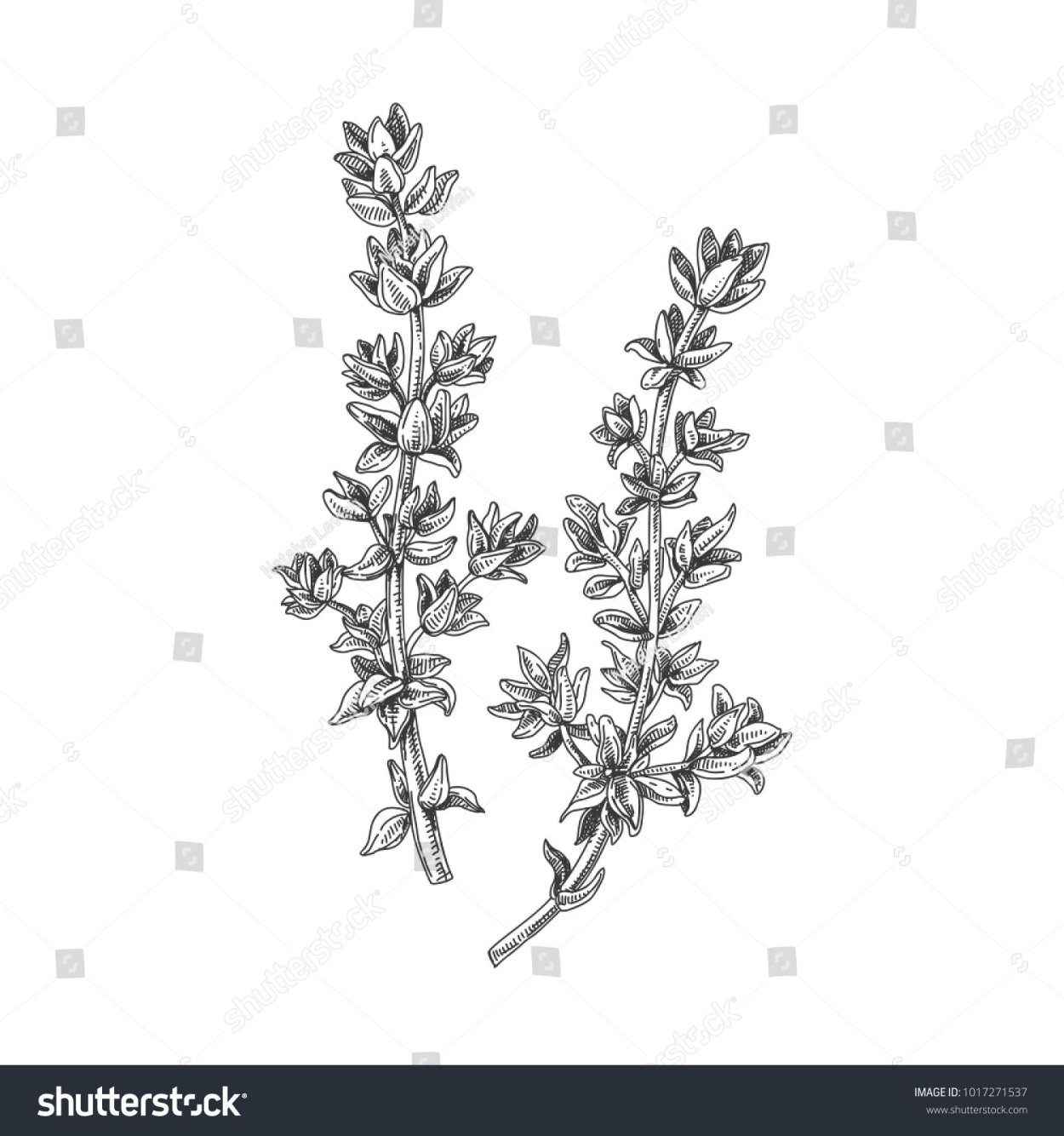 Чабрец гравюра