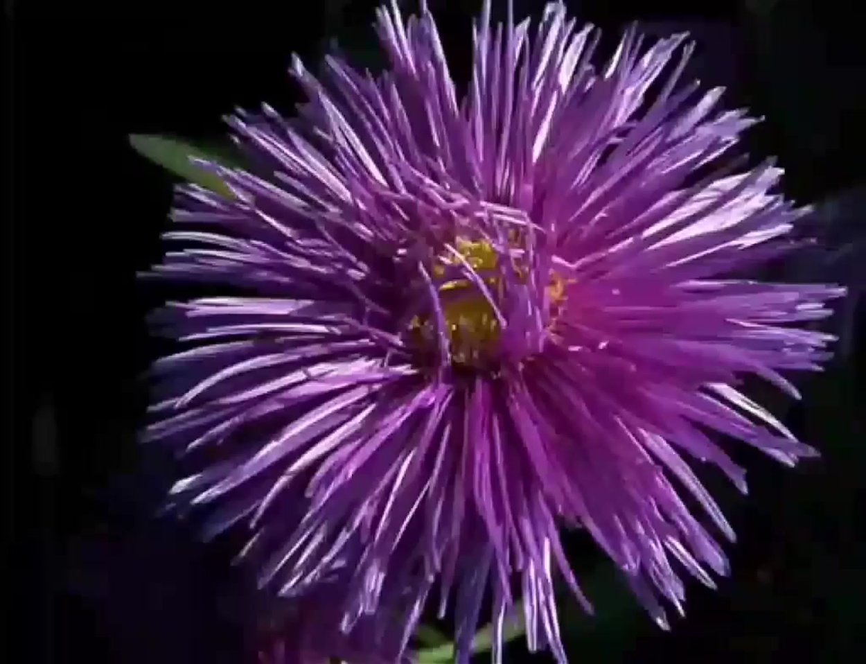 Сиреневые игольчатые астры