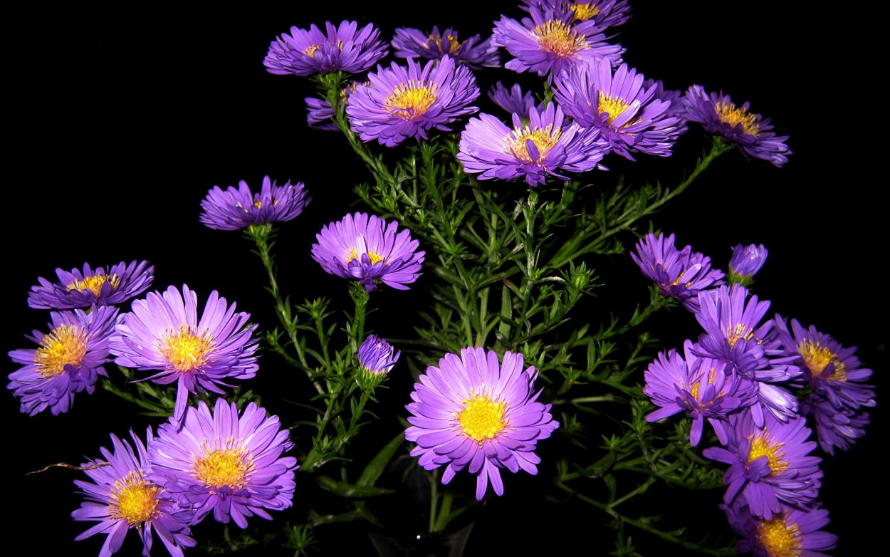 Астры цветы фиолетовые