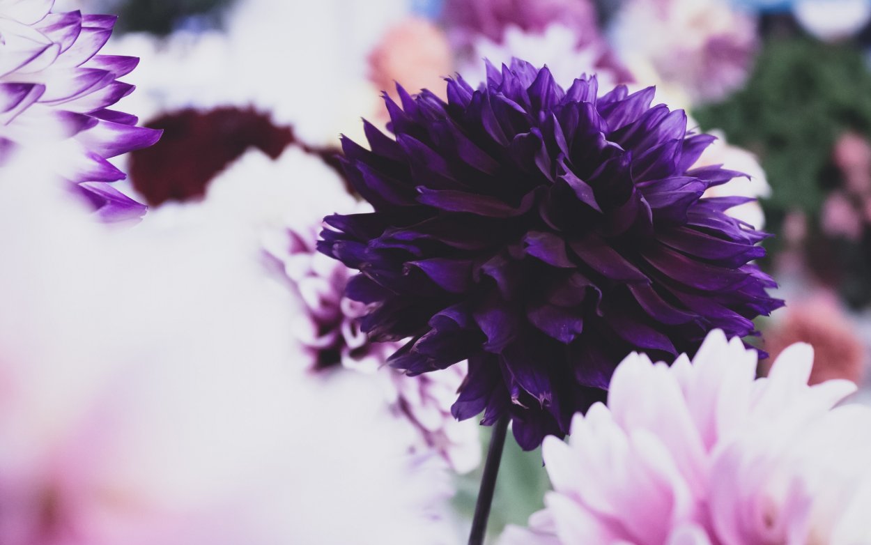 Картинку георгин пурпур Экспложен лилово сиреневый