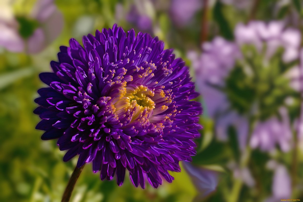 Цветы Астра Эдельштайн Хелла