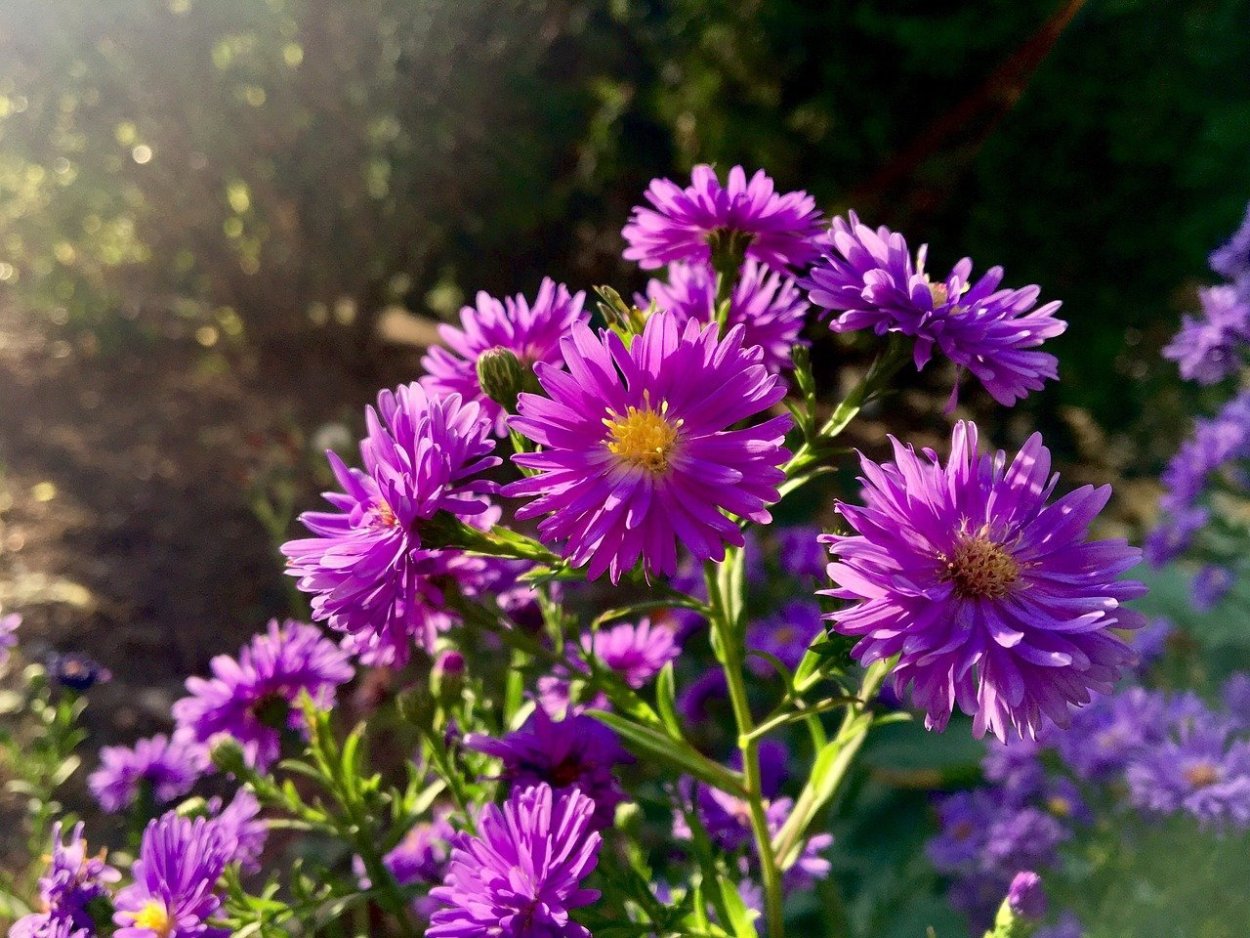 Сиреневые осенние цветы