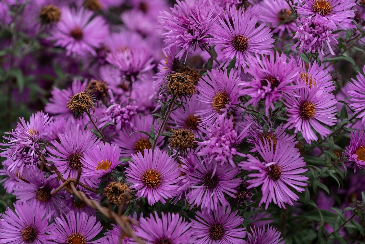 Сиреневые осенние цветы