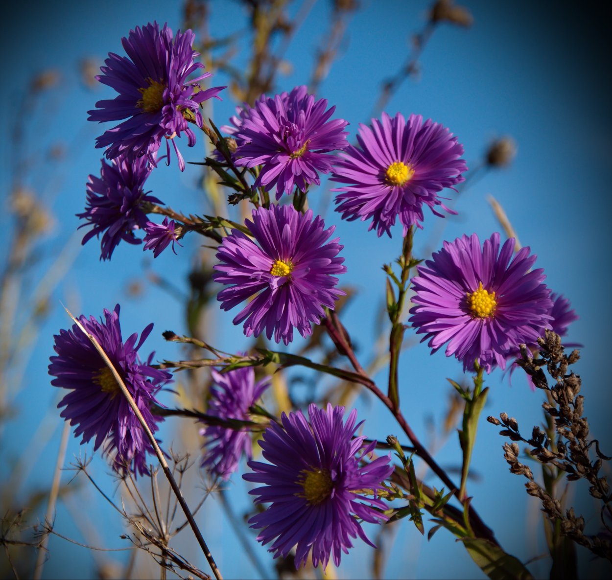 Астра многолетняя фиолетовая