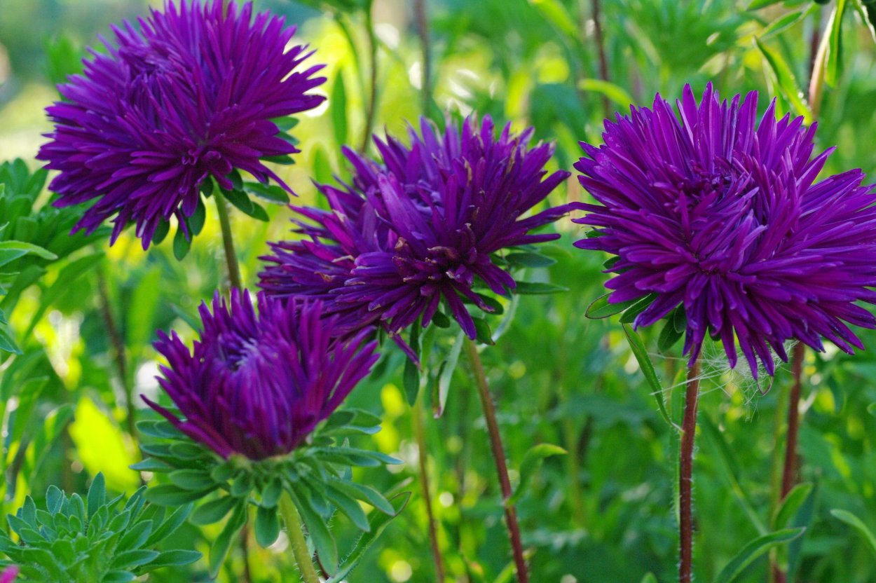 Родина астры