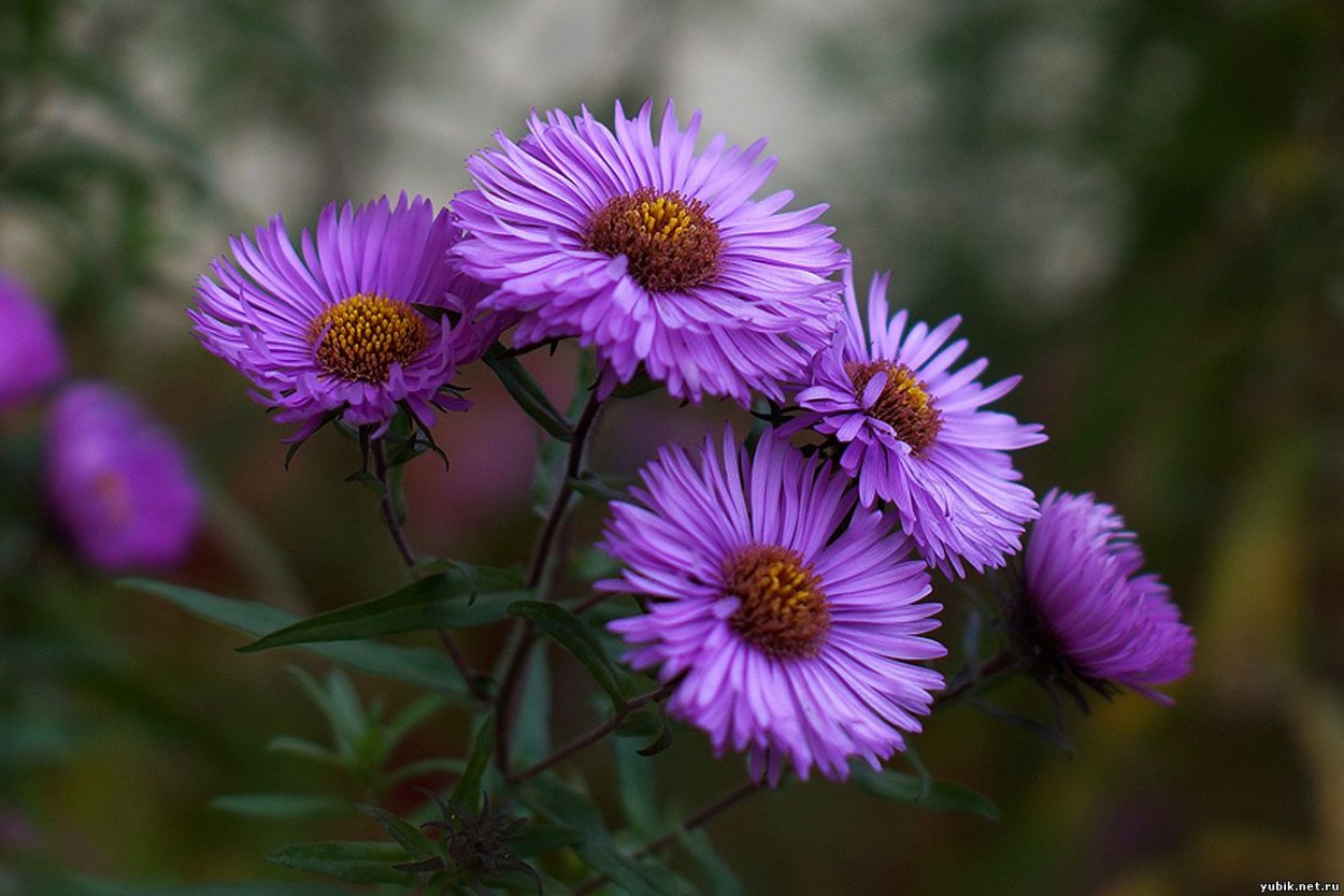 Астра кустарниковая Anneke