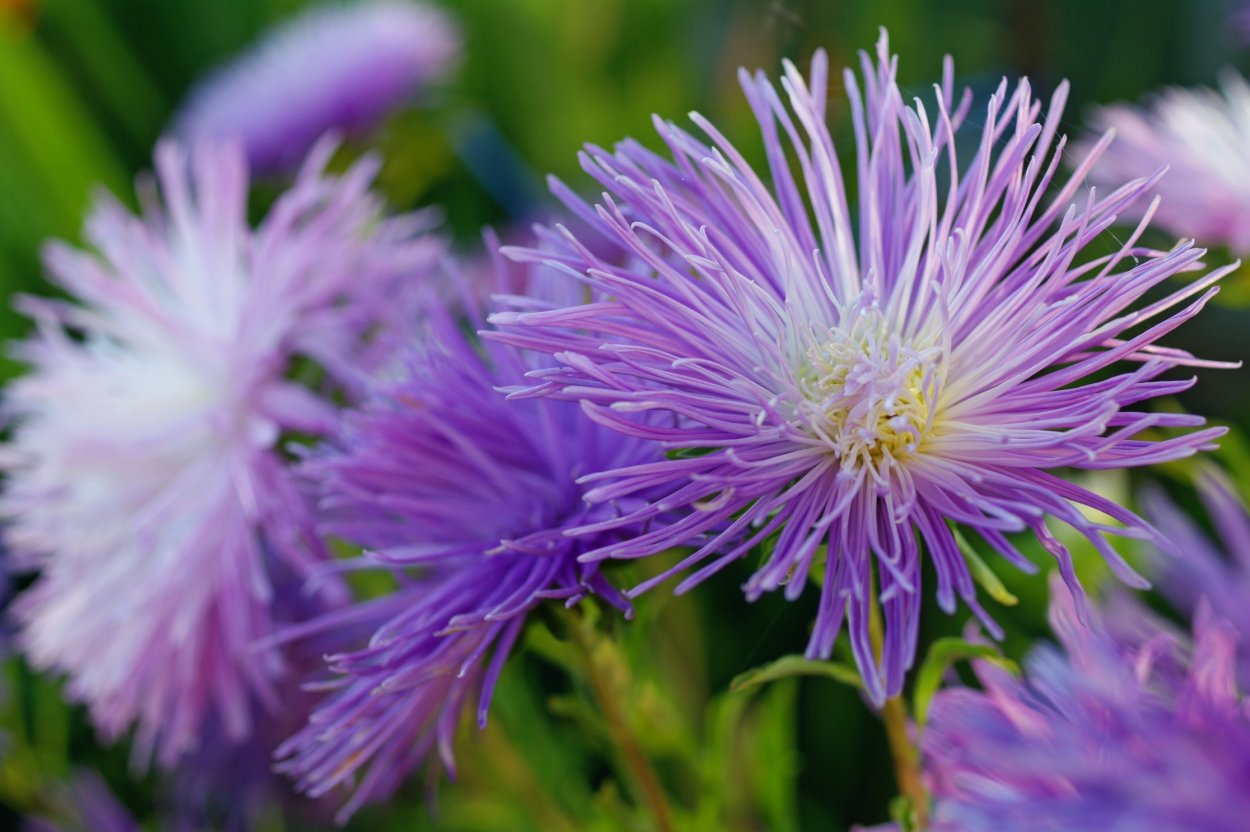 Астра однолетняя игольчатая