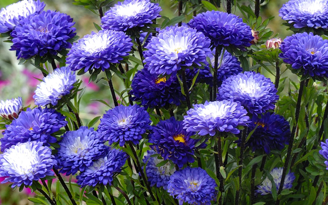 Астра пампушка Голубичная