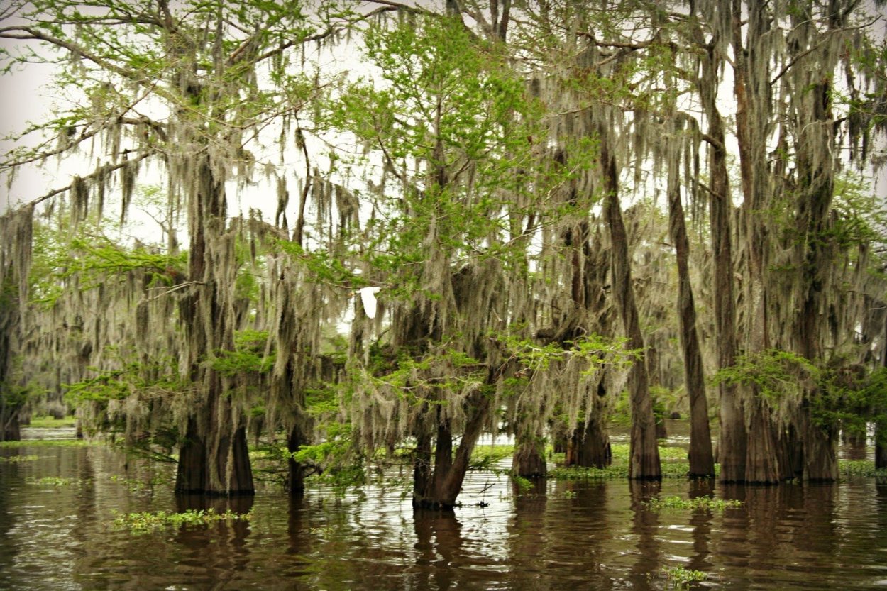 Виадук через болото Манчак (США)