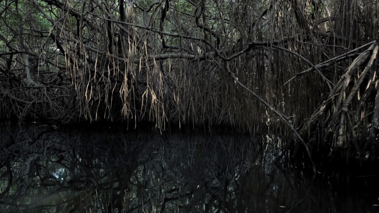 Болота Манчак в Луизиане тела