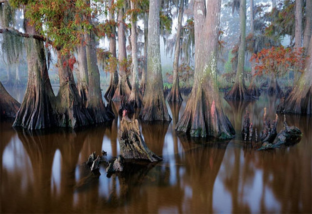 Луизиана болота Эстетика
