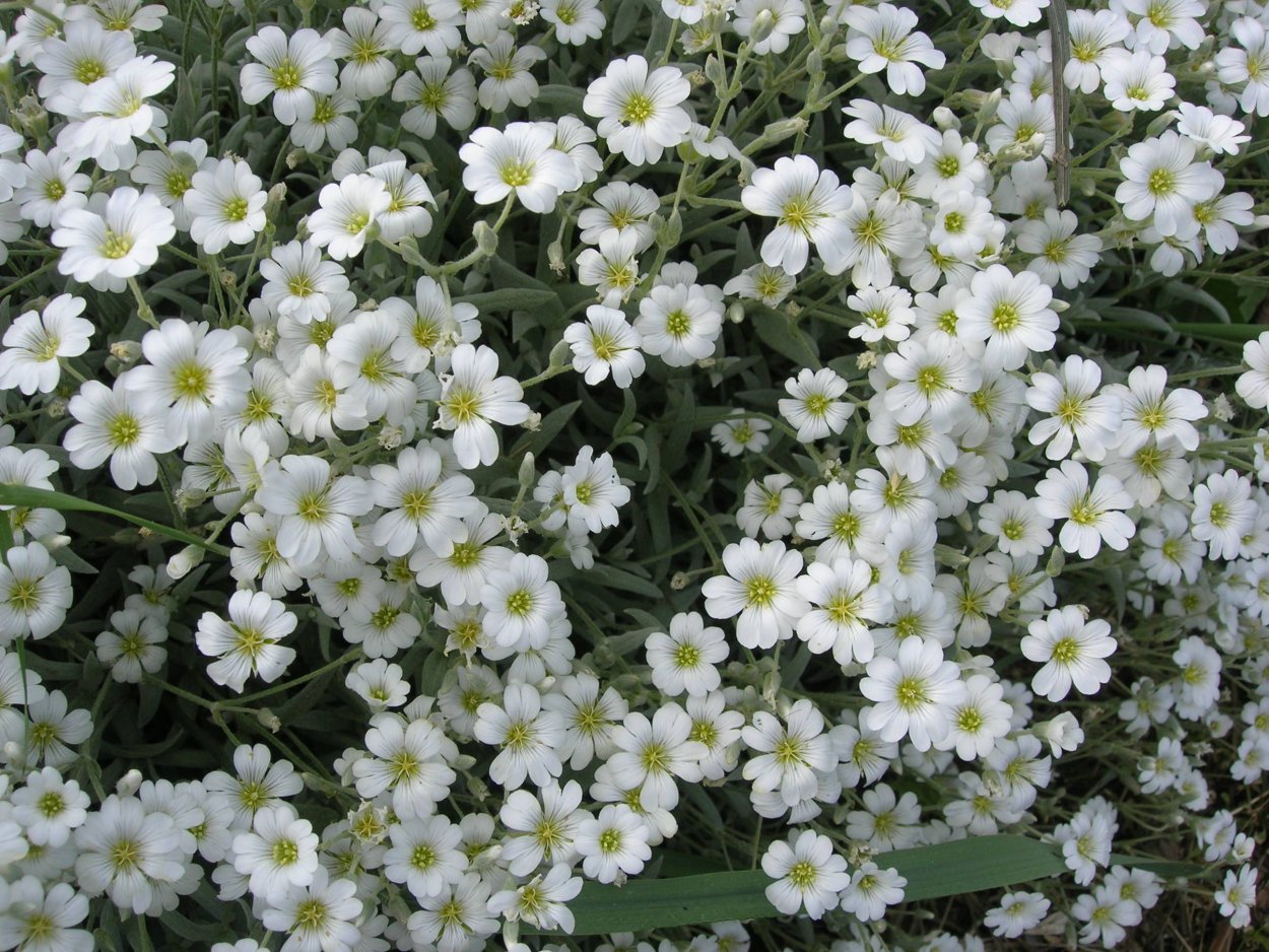 Тимьян ползучий (Thymus serpyllum)