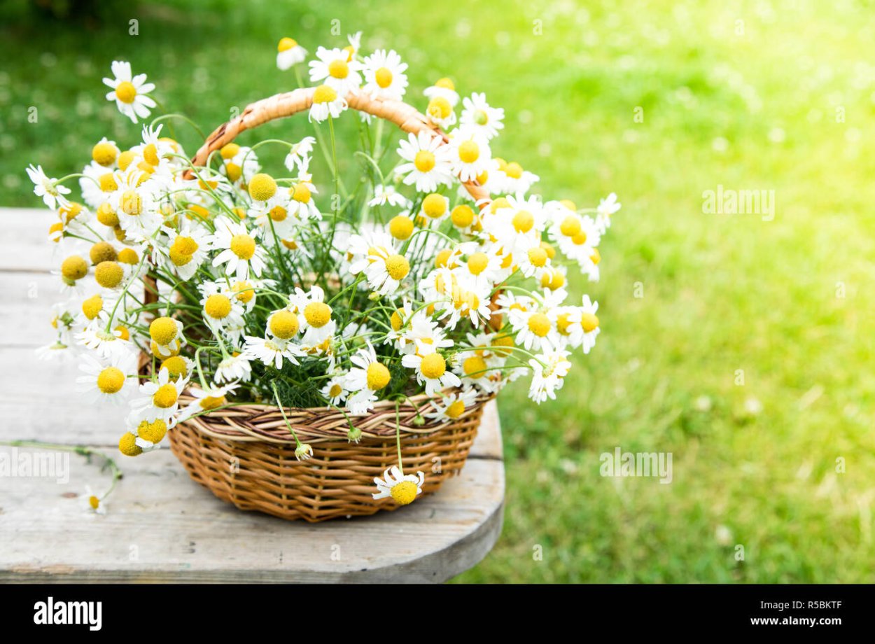 Полевые цветы в корзинке