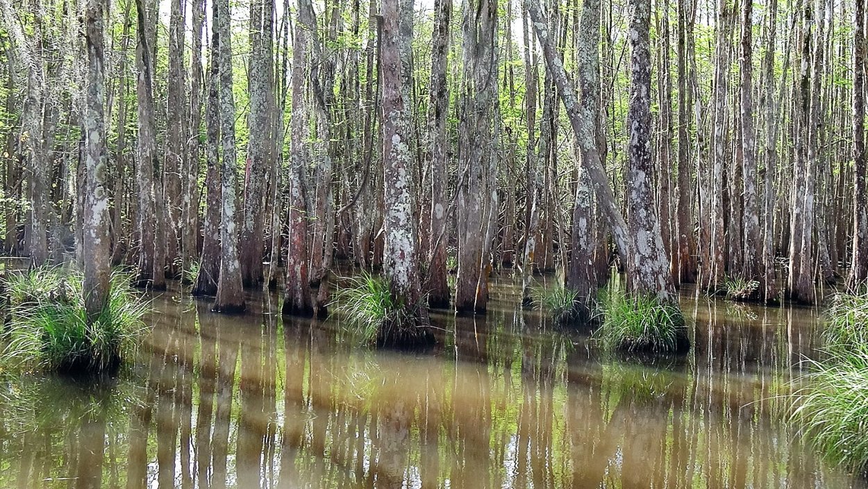 Штат Луизиана болота