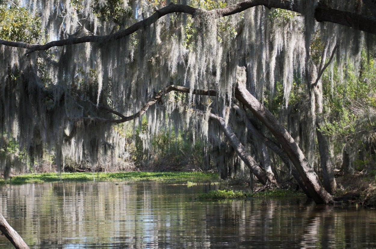 Болото Каддо