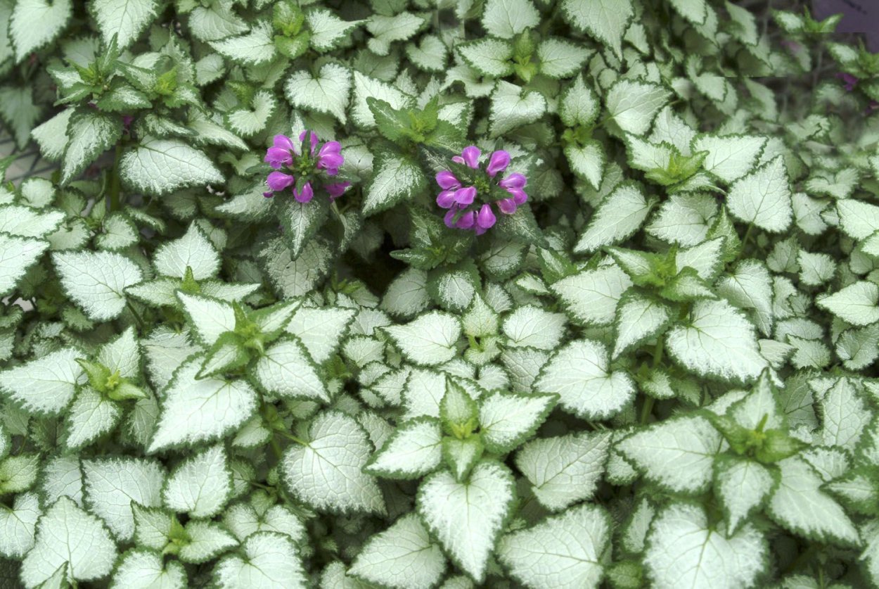 Очиток лопатчатолистный Cape Blanco