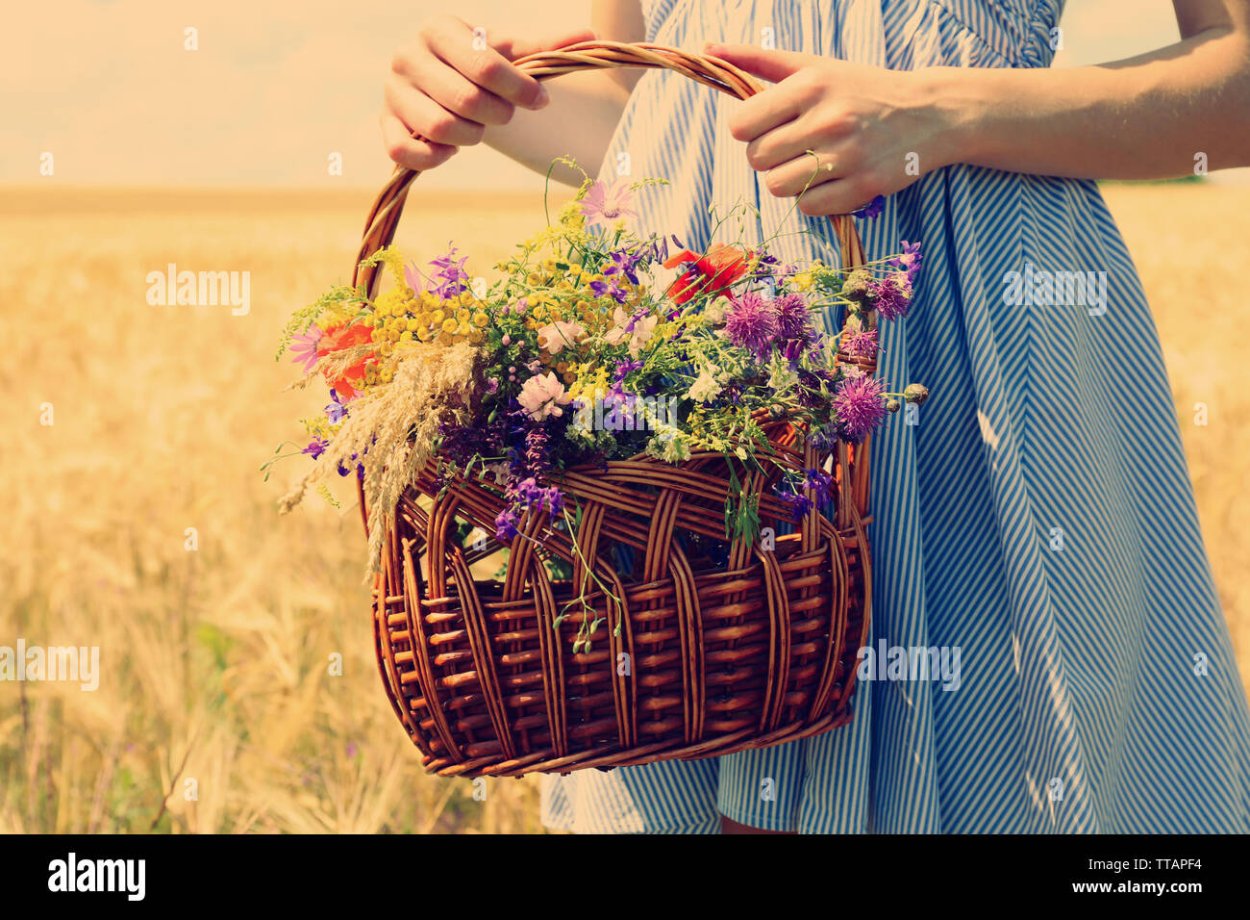 Полевые цветы в корзинке