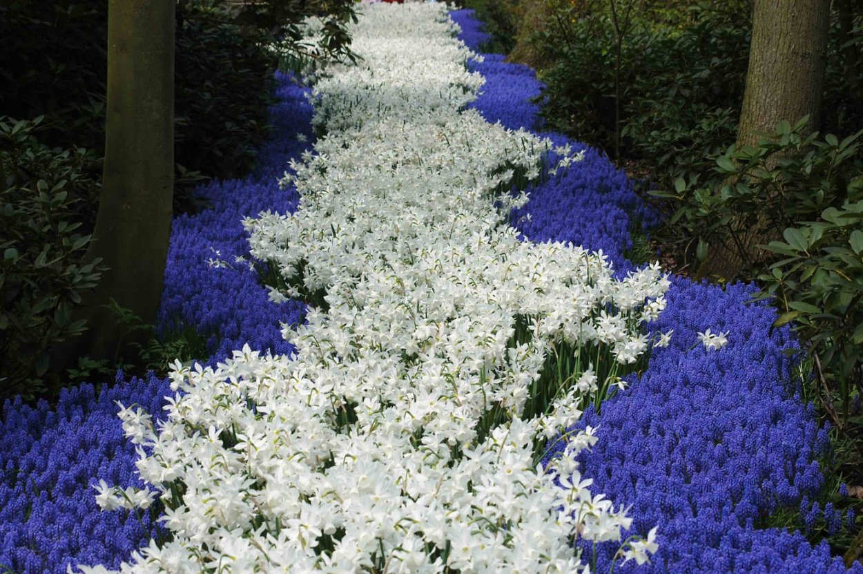 Гвоздика Альпийская Dianthus Alpinus