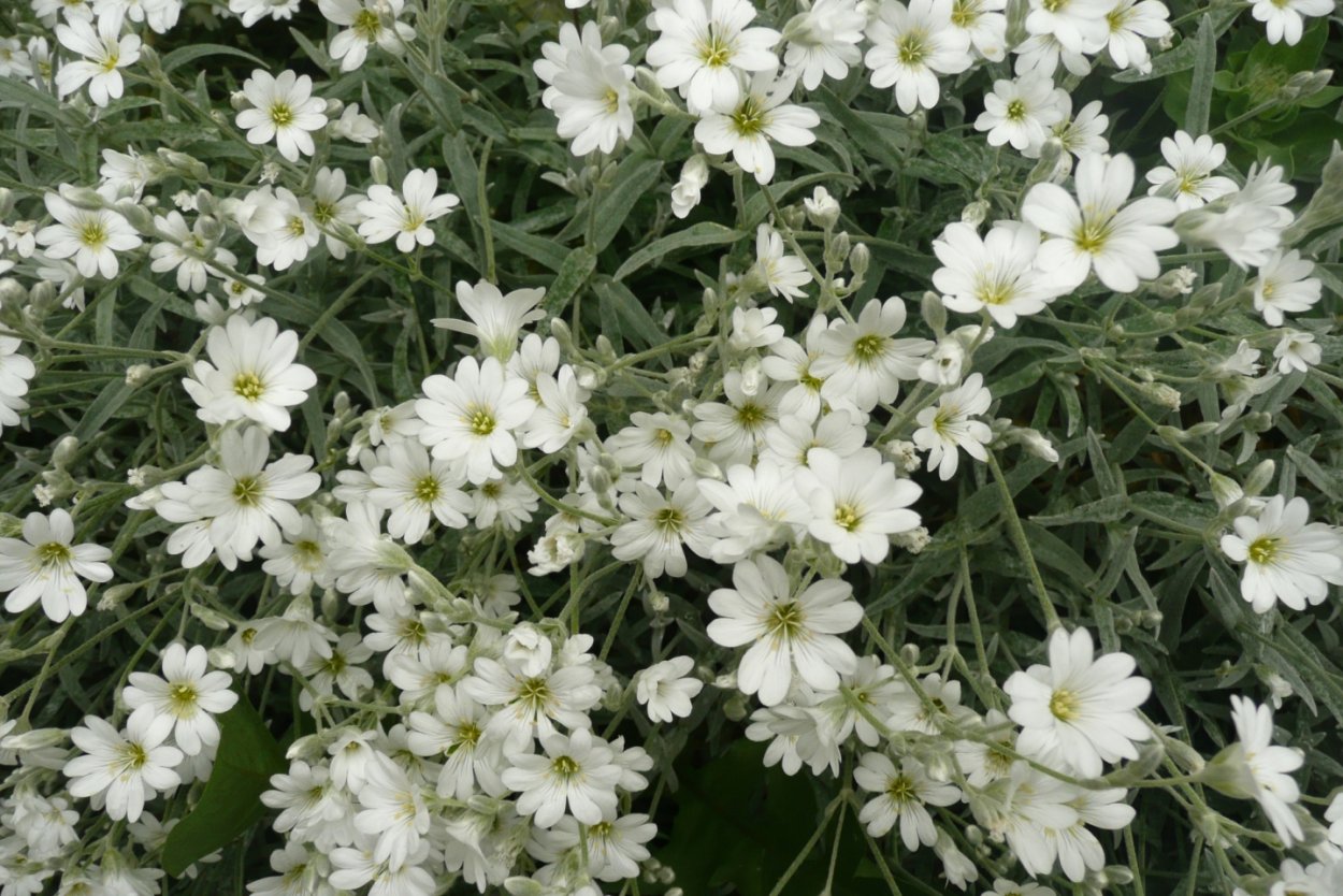 Почвопокровные многолетники Беккер