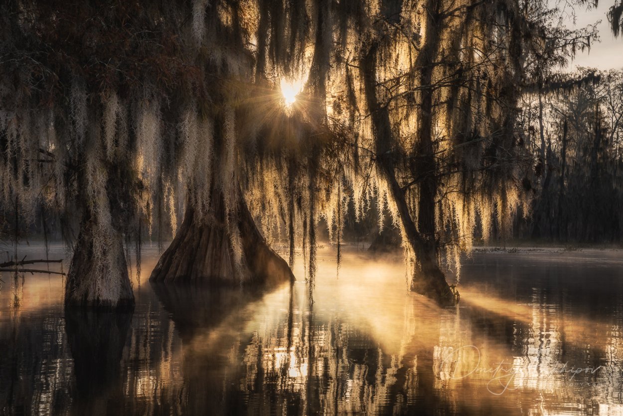 Новый Орлеан болота