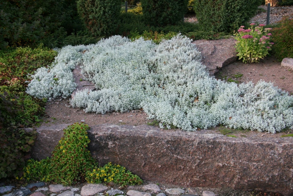 Ясколка голубая