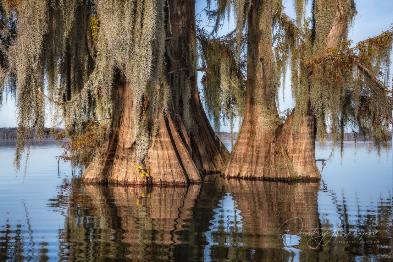 Кипарисовые болота Джорджия