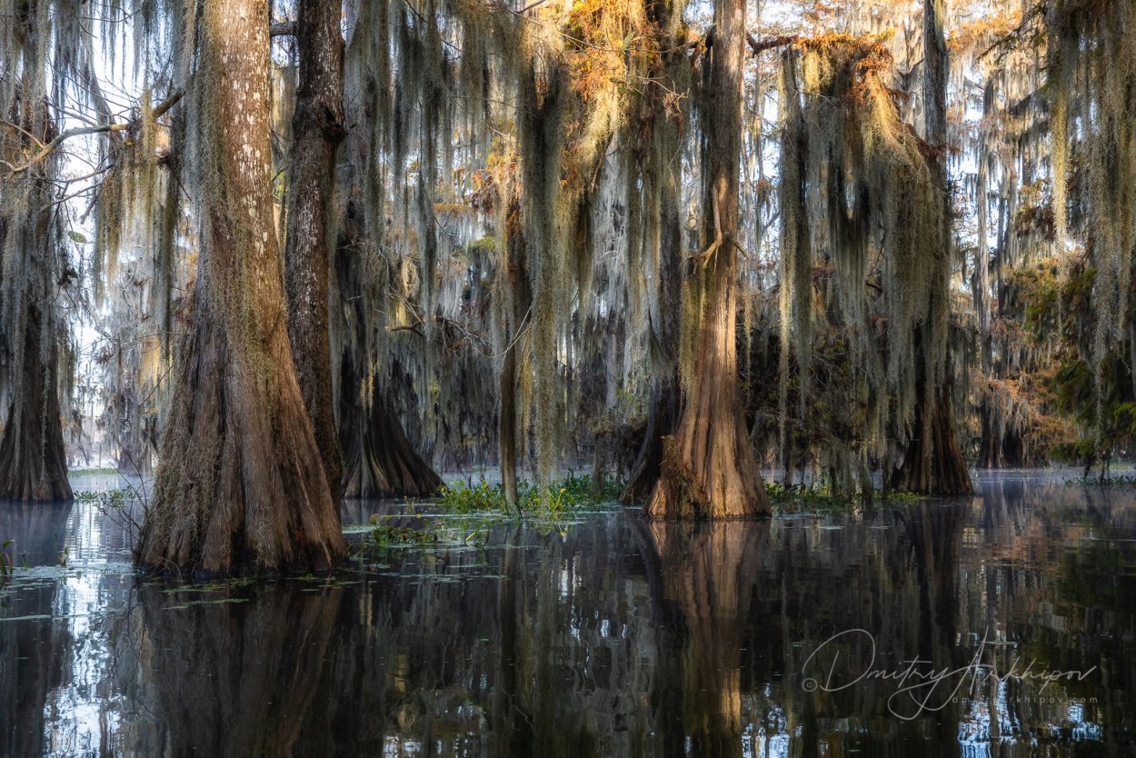 Болота Манчак в Луизиане