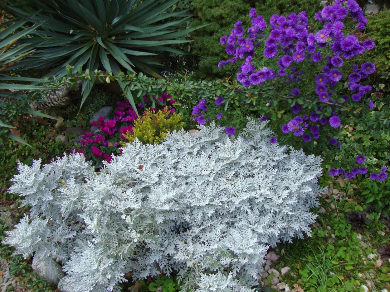 Тимьян ползучий (Thymus serpyllum)