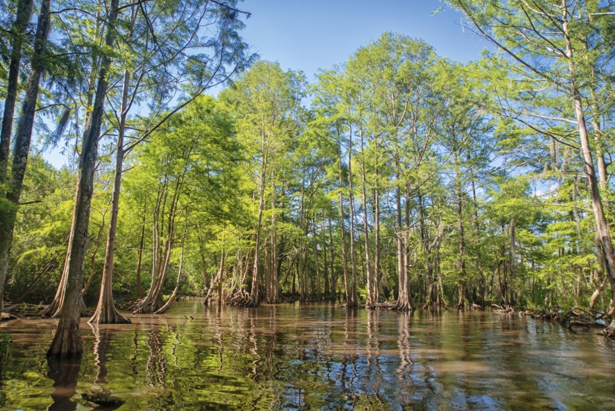 Эверглейдс национальный парк