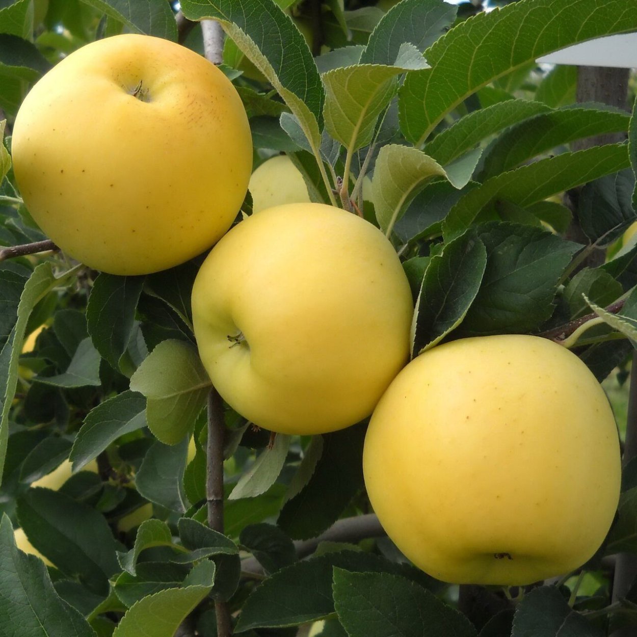 Голден Делишес