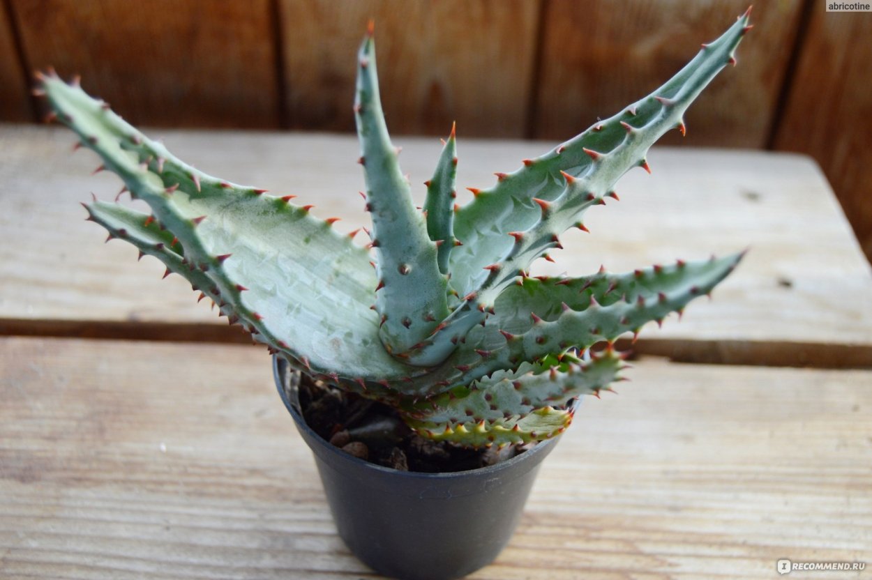 Aloe spinosa алоэ Спиноза (колючее