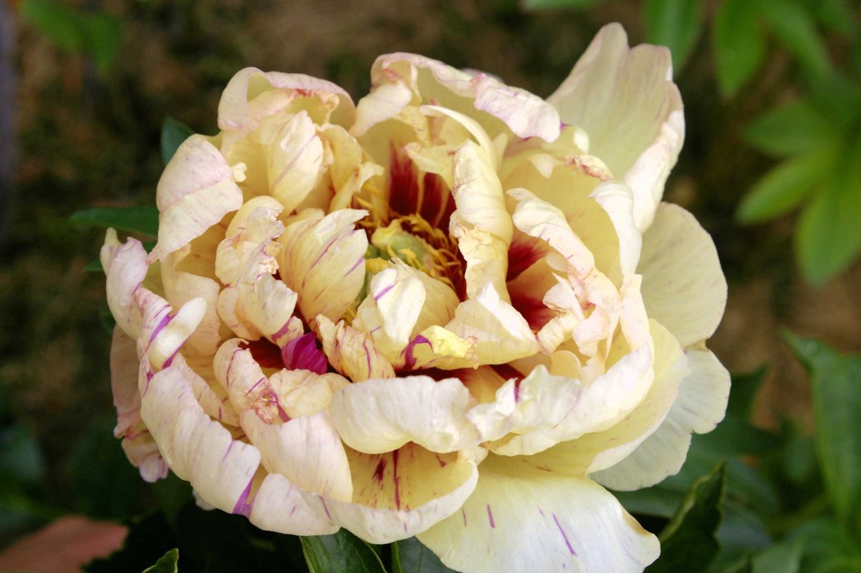 Пион Ито-гибрид Олд Роуз Денди old Rose Dandy