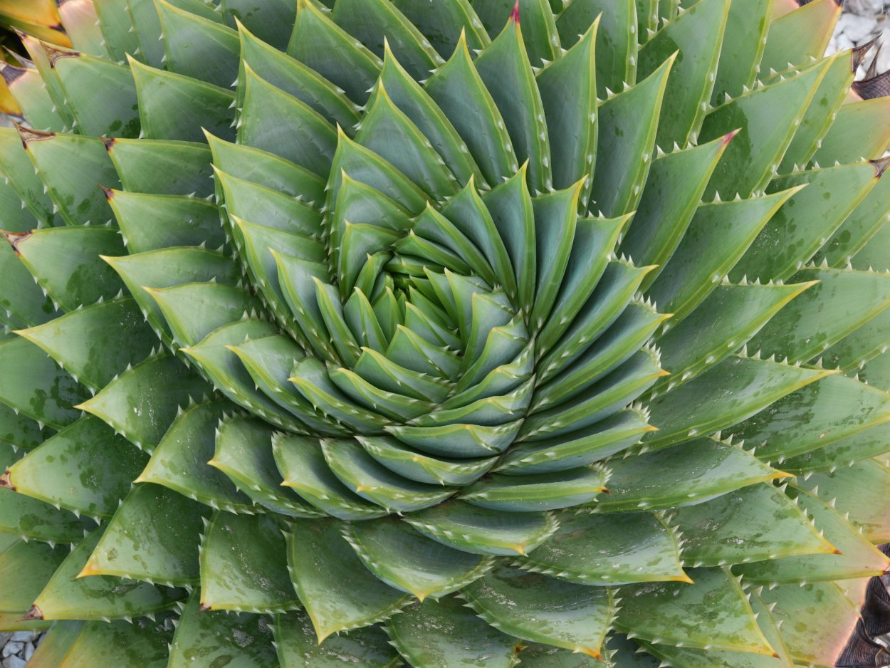 Хавортия houseplants