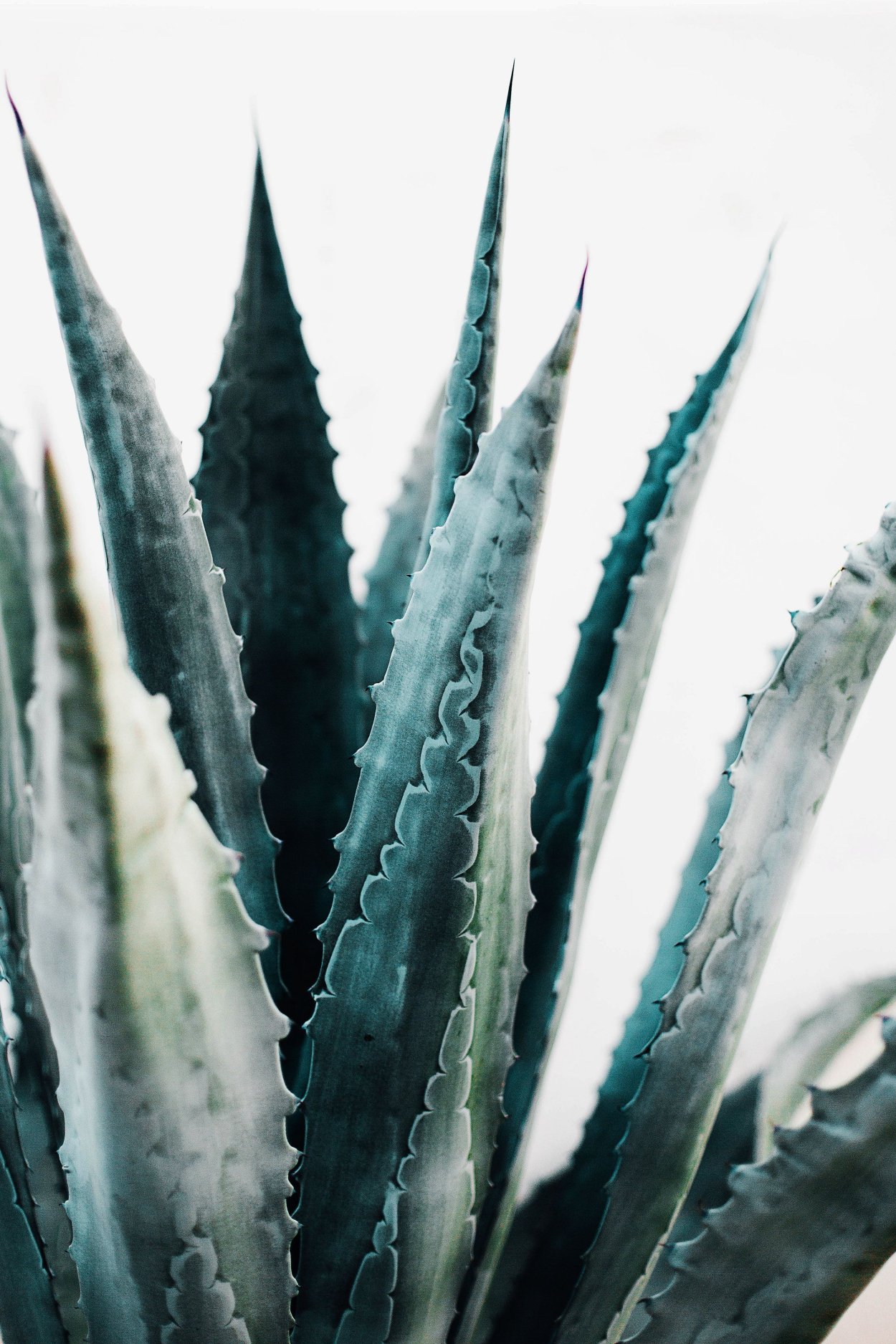 Алоэ колпачковидное Aloe mitriformis