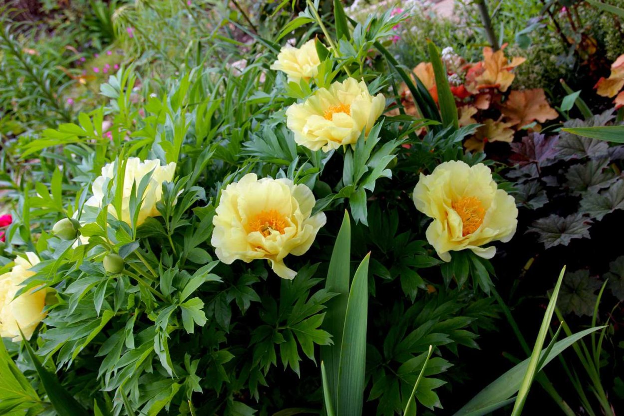 Пион Ито-гибрид "Ферст Эррайвл"(Paeonia Itoh-Hybrid)