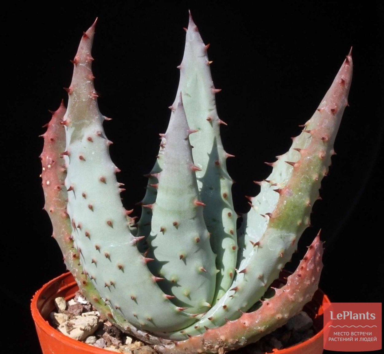 Aloe aculeata
