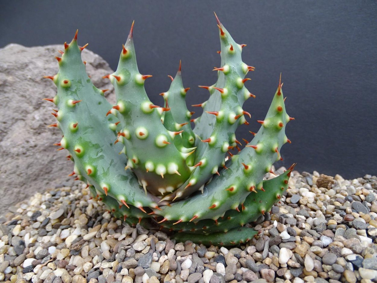 Aloe crousianus