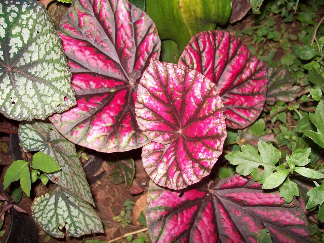 Begonia Cathayana