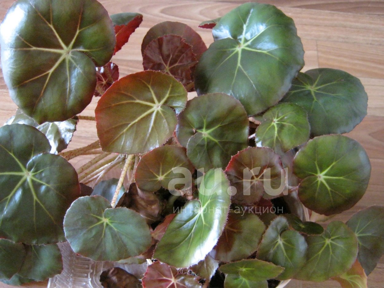 Бегония Лиственная